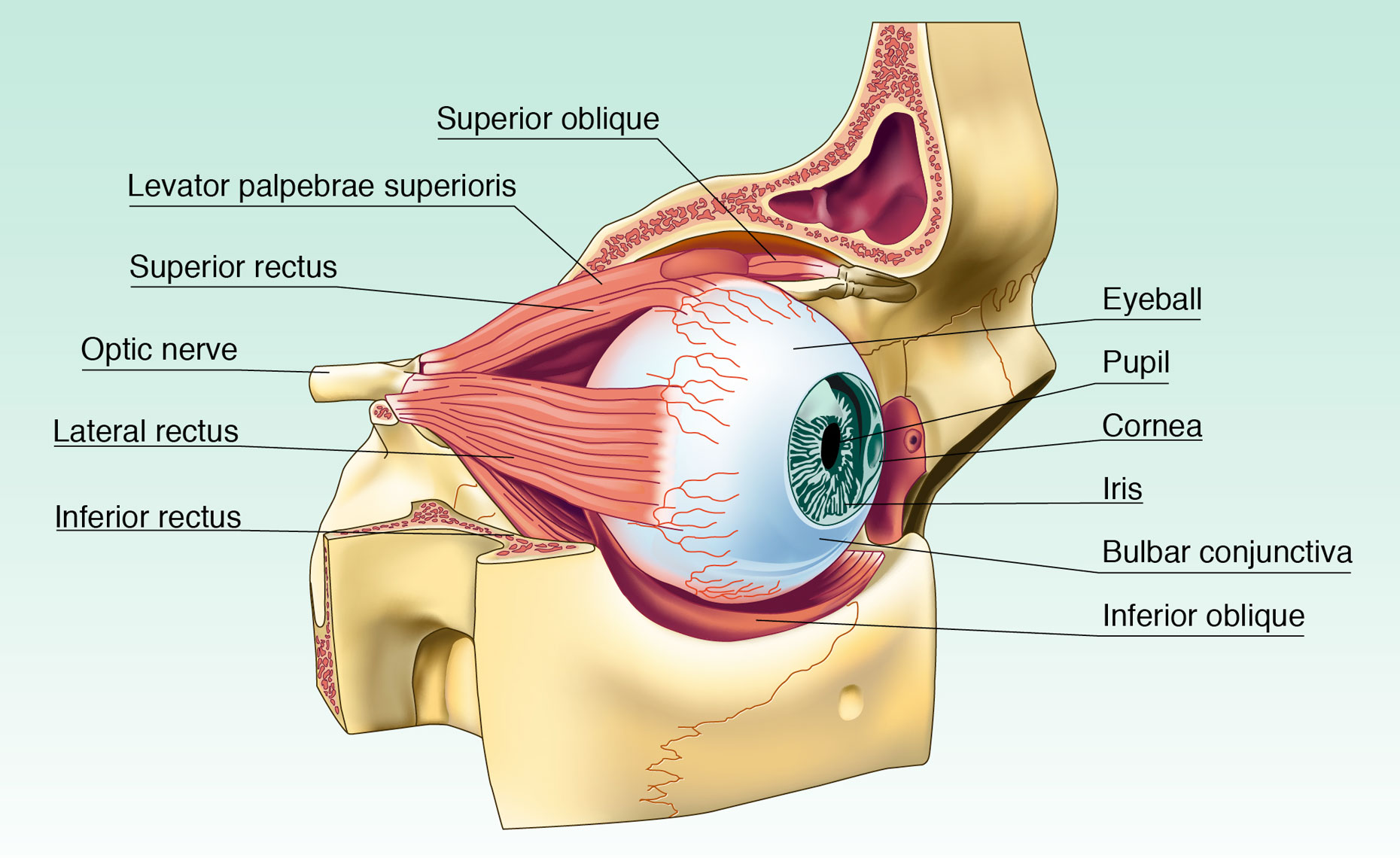 Eye cutaway