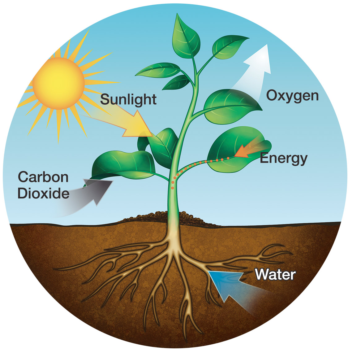 Photosynthesis